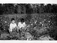 Cotton Picking Rodericks in Louisiana